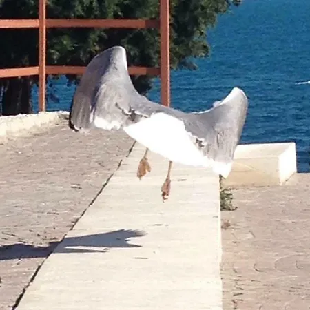 Belle A Svety Vlas Apartament